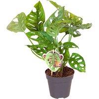 Indoor Houseplant Trio - Peace Lily, Fern & Monstera
