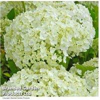 Hydrangea Arborescens Annabelle Shrub
