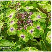Hydrangea Green Dream - Pink Or Blue Shrub