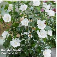 Hibiscus Flower Tower White Hardy Shrub - Tall, Drought Tolerant, Pollinator-Friendly