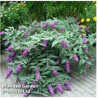 Buddleja Dreaming Purple Shrub - Butterfly Magnet