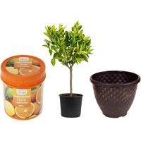 Thomson Citrus Orange Tree With 4L Planter