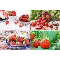 All Season Strawberry Collection - High-Yield, RHS Award-Winning Plants