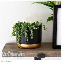 String Of Teardrops Succulent Plants