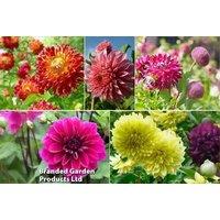 Dahlia Dinner Plate Collection - Giant Flowering Perennial Mix