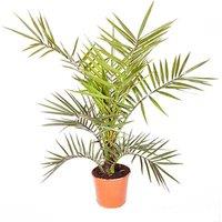 Phoenix Palm Pair With Planters & Compost