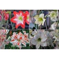 Amaryllis Bulb Collection - Spectacular Blooms