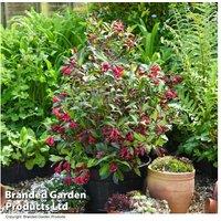 Weigela 'Camouflage' Flowering Shrub