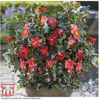 Camellia '1001 Summer Nights' Jasmine Shrub