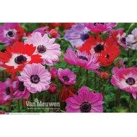 Anemone St Brigid Doubles - Vibrant Perennials