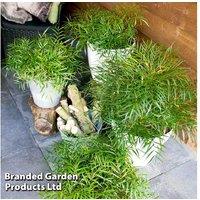 Mahonia 'Soft Caress' Evergreen Shrub