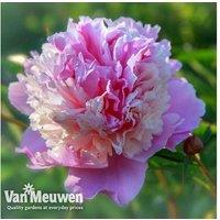 Peony Pink Sorbet Plants - Fragrant Perennials