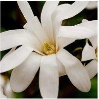 Magnolia Stellata - Flowering Shrub, 10L Pot