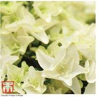 Hydrangea Double Dutch Gouda Flowering Shrub - Compact, Double-Flowered, 120cm