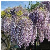 Wisteria Prolific - Flowering Climber, 1 Or 2 Potted Plants