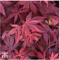 Acer Atropurpureum Japanese Maple Shrub - Striking Red Foliage, 3m+ Height