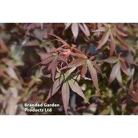 Acer palmatum 'Skeeters Broom' Japanese Maple