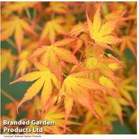 Acer palmatum 'Katsura' Japanese Maple Shrub - Award-Winning Colour, 4m Mature Height