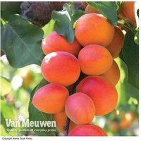 Apricot Flavourcot Patio Fruit Tree - Frost-Resistant, Large Fruit, Patio-Friendly