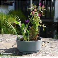 Fragrant Pond Plant Kit + Optional Pot