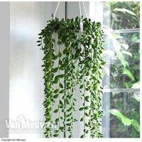1 or 2 String of Teardrops Plants