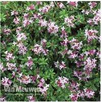 Daphne Pink Fragrance Shrub - Semi-Evergreen, Flowering, 13cm Pot