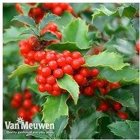 10 Holly Hedging Plants