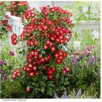 1 Or 3 Rose Everglow Ruby Plants