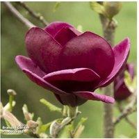 1 Or 2 Magnolia Genie Plants