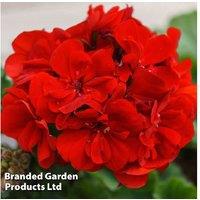 Giant Summer Geranium Plants - 15-Plant Flowering Collection