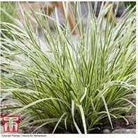 Lomandra 'White Sands' Hardy Evergreen Perennial - Up To 3 Plants
