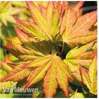 Acer Palmatum Orange Dream
