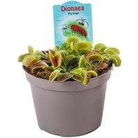 Venus Flytrap (Dionaea Muscipula) 12Cm Potted Carnivorous Plant