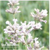 Potted Pink Lavender Rosea Plants