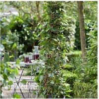 Mulberry 'Charlotte Russe' Dwarf Fruit Shrub - RHS Winner, Patio Perfect, 2m Height