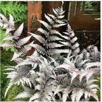 Japanese Painted Fern - Hardy Deciduous Shade Perennial, 45cm, Silver Foliage
