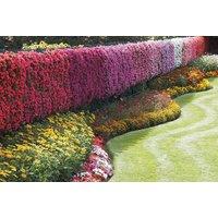 Mixed Summer Bedding Plug Plants - Up to 144 Pack for Colourful Displays