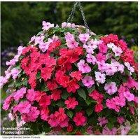 Busy Lizzie Raspberry Sundae Plants