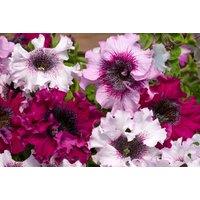 Petunia 'Superbissima' Plug Plants - Extra-Large Flowering Bedding Annuals