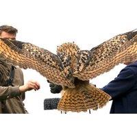 3-Hour Falconry & Animal Handling Experience - Mercer Falconry, Derbyshire