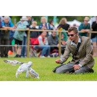 1 Hour Junior Falconry Experience at Mercer Falconry, Derbyshire