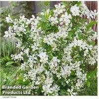 Exochorda 'Blushing Pearl' Flowering Shrub - 1 or 3 Pot-Grown Plants
