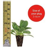 Geum Mrs Bradshaw Flowering Perennial Plug Plants - 12 or 24 Pack