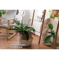 Peace Lily (Spathiphyllum 'Sweet Silvio') - Air-Purifying Indoor Houseplant, 12cm Pot
