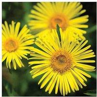 1 Or 3 Doronicum Little Leo Plants