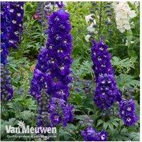 Upto 3 Delphinium Magic Fountain Plants