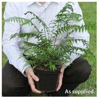 1 Or 2 Tree Fern Plants In 2 Litre Pots