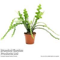 Fishbone Cactus Houseplant - Epiphyllum anguliger, 9cm Pot, Exotic Flowering, Easy Care