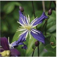 Upto 3 Clematis Aromatica Plants