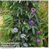 Exotic Passion Flower Collection - Hardy Evergreen Flowering Climbers